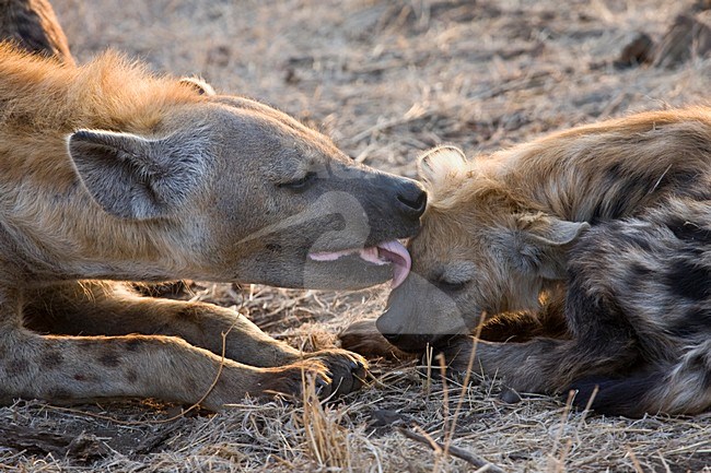 Rustende Gevlekte Hyena met jong; Resting Spotted Hyena with young stock-image by Agami/Marc Guyt,