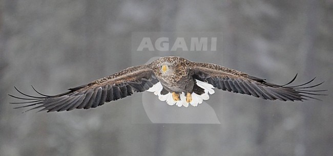 Volwassen Zeearend in vlucht; adult White-tailed Eagle in flight stock-image by Agami/Markus Varesvuo,