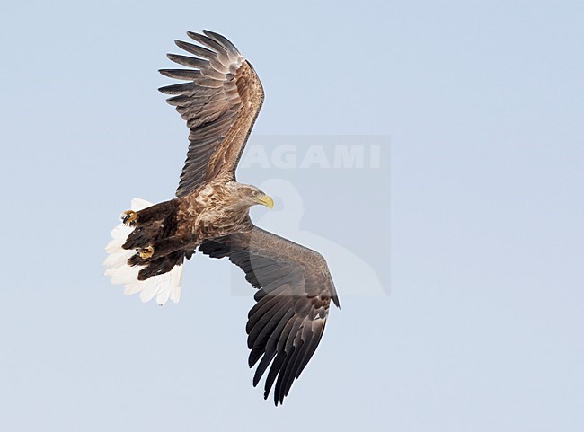 Zeearend adult vliegend; White-tailed Eagle adult flying stock-image by Agami/Markus Varesvuo,