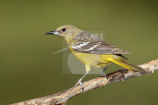 Adult female
Pima Co., AZ
May 2015 stock-image by Agami/Brian E Small,