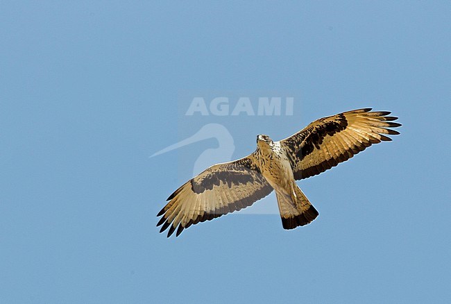 African Hawk-Eagle (Aquila spilogaster) soaring overhead in the Gambia. stock-image by Agami/Harvey van Diek,