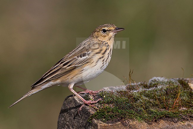 Boompieper, Tree Pipit stock-image by Agami/Daniele Occhiato,