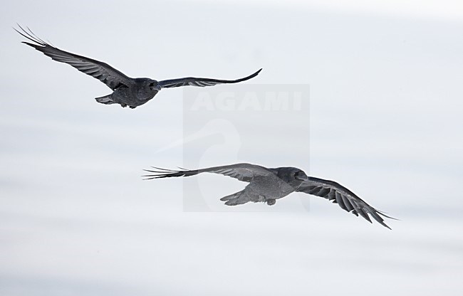 Twee raven in vlucht, Two Common Ravens in flight stock-image by Agami/Markus Varesvuo,