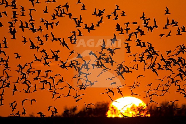 Grote Stern groep vliegend tijdens zonsondergang; Sandwich Tern group flying at sunset stock-image by Agami/Harvey van Diek,