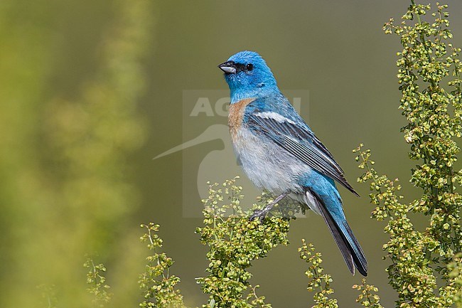 Adult male 
Weber Co., UT
June 2013 stock-image by Agami/Brian E Small,