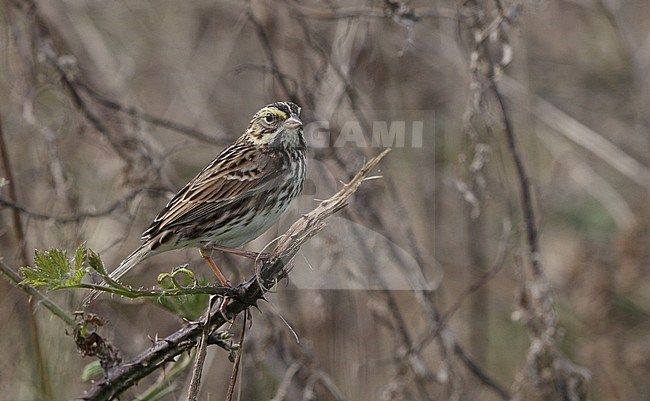 Savannah Sparrow (Passerculus sandwichensis savanna) perched at Brigatine, New Jersey, USA stock-image by Agami/Helge Sorensen,