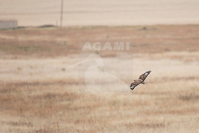 Upland Buzzard - Mongolenbussard - Buteo hemilasius, Russia (Baikal), adult stock-image by Agami/Ralph Martin,