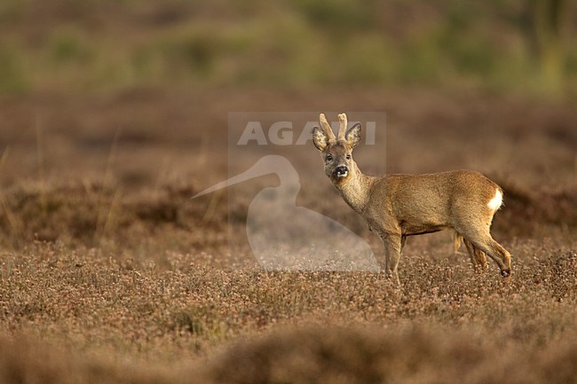 Reebok in vroege ochtend, Roe Deer Buck at dawn stock-image by Agami/Danny Green,