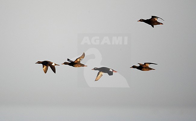 Groep Grote Zee-eenden op doortrek; Flock of Velvet Scoter (Melanita fusca) on migration UtÃ¶ Finland May 2014 stock-image by Agami/Markus Varesvuo,