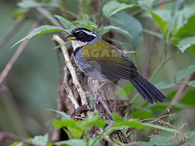 Half-collared Sparrow, Arremon semitorquatus, male perched on a branch in Brazilian rain forest stock-image by Agami/Andy & Gill Swash ,