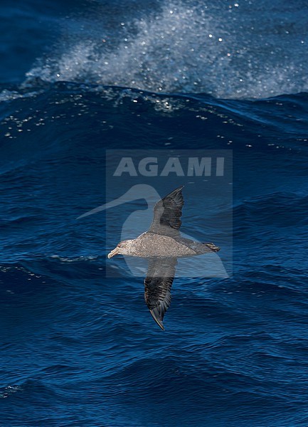 Southern Giant Petrel, Macronectes giganteus, in the south Atlantic ocean. stock-image by Agami/Marc Guyt,