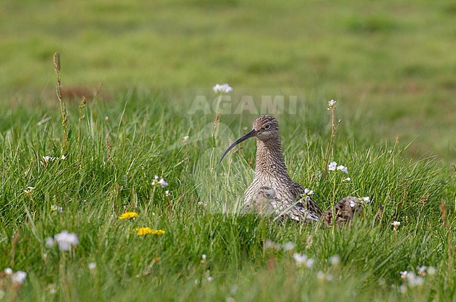 Adult Eurasian Curlew (Numenius arquata arquata) with chicks in a meadow in Scania, Sweden stock-image by Agami/Helge Sorensen,