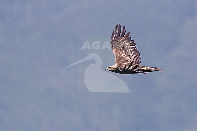 Golden Eagle (Aquila chrysaetos), side view of an immature male in flight, Campania, Italy stock-image by Agami/Saverio Gatto,