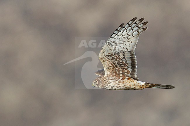 Adult female Northern Harrier (Circus hudsonius) showing under wing.
Riverside Co., CA
November 2016 stock-image by Agami/Brian E Small,