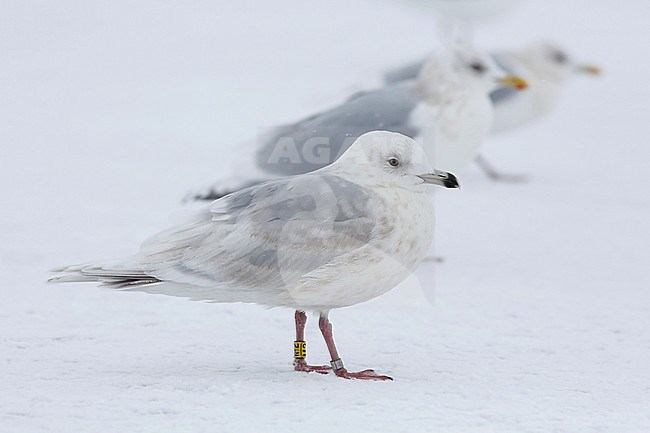 Kumliens Meeuw, Kumlien's Gull, Larus glaucoides kumlieni stock-image by Agami/Chris van Rijswijk,