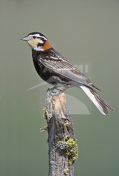 Adult male breeding
Cascade Co., MT
June 2001 stock-image by Agami/Brian E Small,