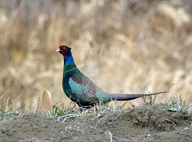 Groene Fazant, Green Pheasant, Phasianus versicolor stock-image by Agami/Pete Morris,