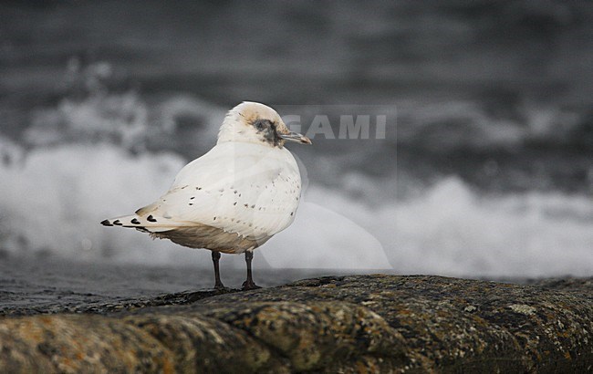 Ivoormeeuw, Ivory Gull, Pagophila eburnea stock-image by Agami/Hugh Harrop,