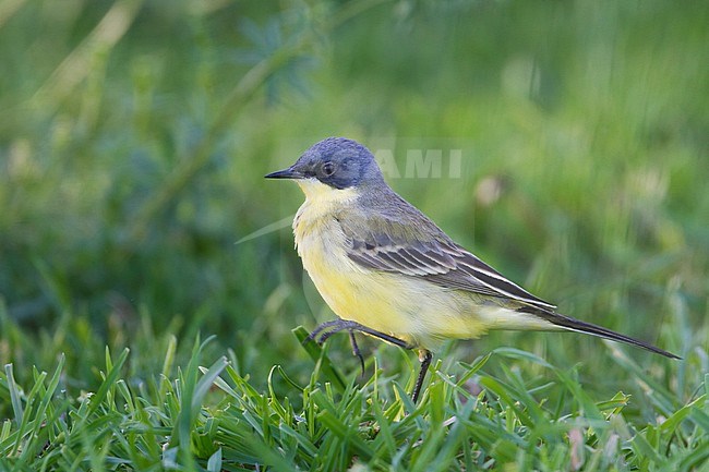 Grey-headed Wagtail - Nordische Schafstelze - Motacilla flava ssp. thunbergi, Germany, adult male stock-image by Agami/Ralph Martin,