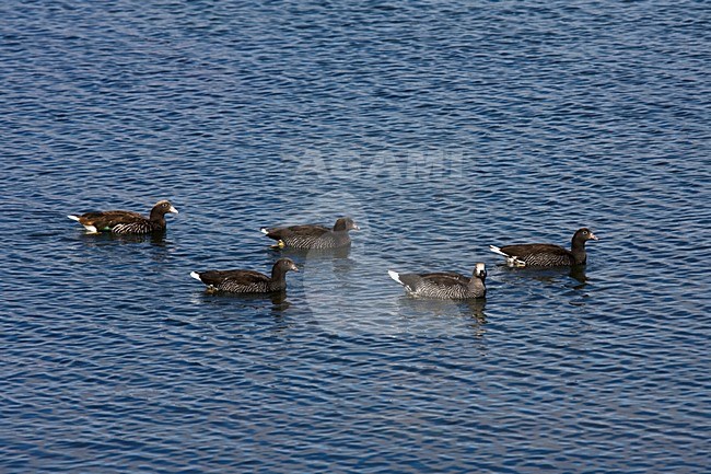 Kelp Goose, Kelpgans, Chloephaga hybrida stock-image by Agami/Marc Guyt,