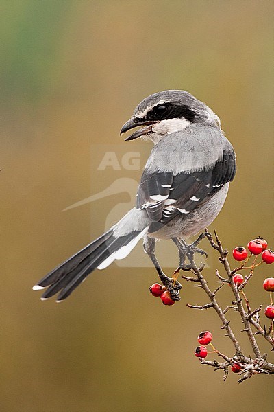 Iberian Grey Shrike, berische Klapekster, Lanius meridionalis stock-image by Agami/Oscar Díez,