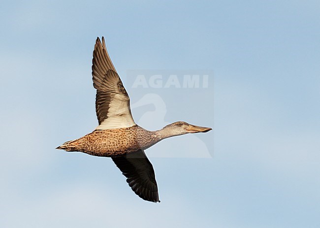 Vrouwtje Slobeend in de vlucht; Female Northern Shoveler in flight stock-image by Agami/Markus Varesvuo,