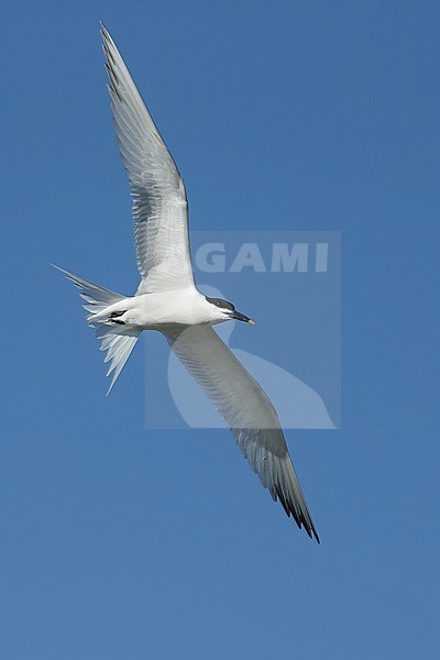 Adult Cabot's Tern (Thalasseus acuflavidus) in flight against a blue sky at Galveston County, Texas, USA. stock-image by Agami/Brian E Small,