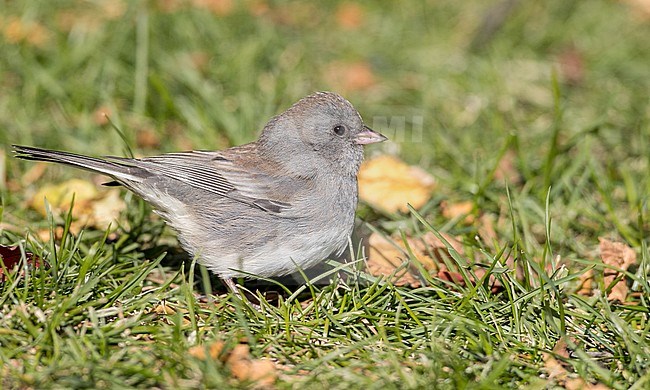 (Slate-colored) Dark-eyed Junco (Junco hyemalis hyemalis/carolinensis), foraging on the ground in Quebec, Canada, during autumn. stock-image by Agami/Ian Davies,