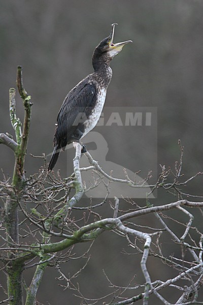 Great Cormorant perched in tree with beak open Netherlands, Aalscholver zittend in boom met snavel open Nederland stock-image by Agami/Menno van Duijn,