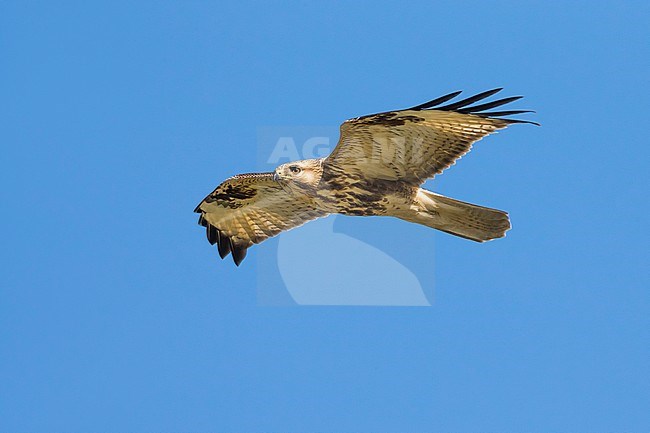 Japanse Buizerd in vlucht; Eastern Buzzard in flight stock-image by Agami/Daniele Occhiato,