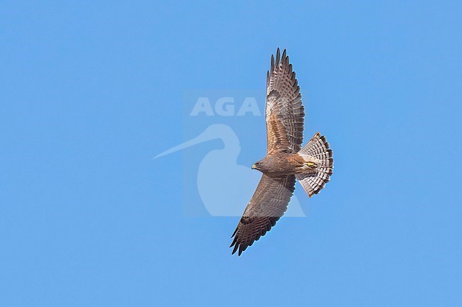 Adult (dark morph)
San Diego Co., CA
April 2023 stock-image by Agami/Brian E Small,