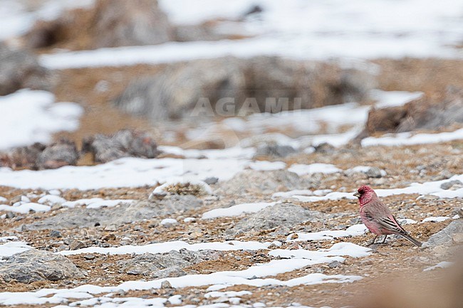 Great Rosefinch - Berggimpel - Carpodacus rubicilla diabolicus, Tajikistan, adult male perched on a the ground stock-image by Agami/Ralph Martin,