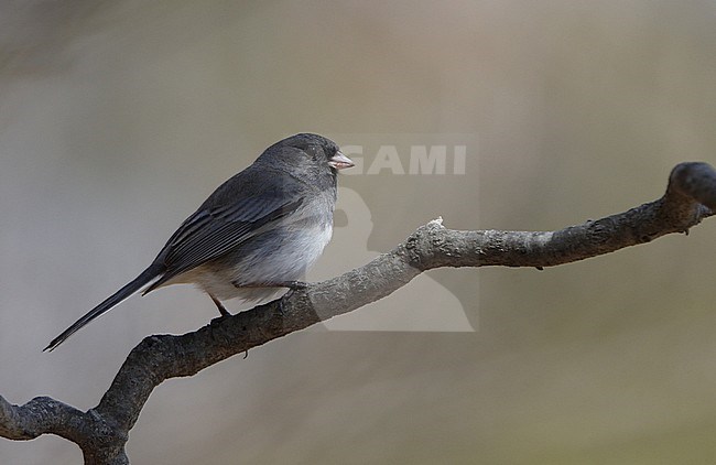 Male Dark-eyed Junco (Junco hyemalis hyemalis) perched on a twig against a brown background, in Mahwah, New Jersey in USA. stock-image by Agami/Helge Sorensen,