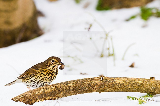 Zanglijster, Song Thrush, Turdus philomelos foraging on slugs or snails breaking on branch stock-image by Agami/Menno van Duijn,