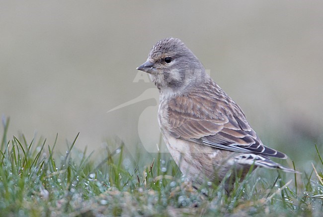 Vrouwtje Kneu, Female Linnet stock-image by Agami/Markus Varesvuo,