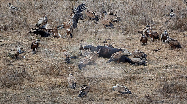 Groep Vale Gieren bij karkas; Group of Griffon Vultures at carcas stock-image by Agami/Markus Varesvuo,