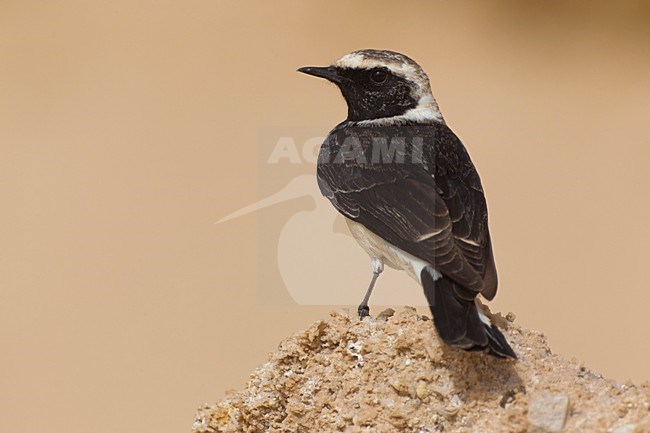 Bonte Tapuit, Pied Wheatear stock-image by Agami/Daniele Occhiato,