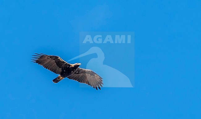 Adult Spanish Imperial Eagle flying over Sierra Morena, Spain. February 2010. stock-image by Agami/Vincent Legrand,