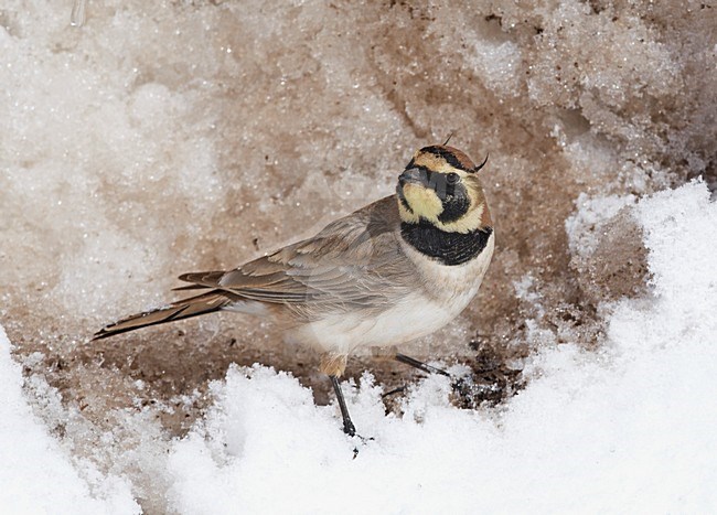 Atlasstrandleeuwerik zittend in de sneeuw; Atlas Horned Lark perched in the snow stock-image by Agami/Markus Varesvuo,