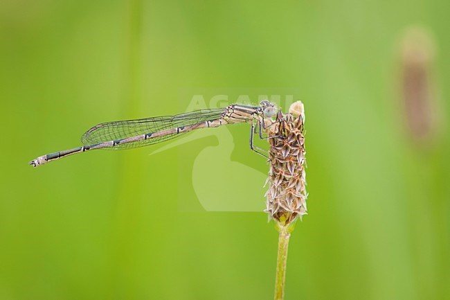 Vers mannetje Kanaaljuffer, Immature male Erythromma lindenii stock-image by Agami/Wil Leurs,