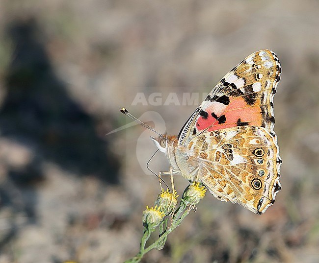 Painted Lady, Vanessa cardui, at Ongi valley in Mongolia. Perched with closed wings. stock-image by Agami/Aurélien Audevard,