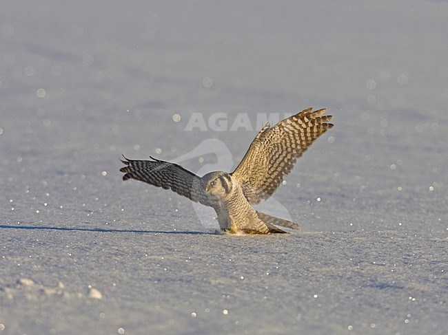 Northern Hawk Owl flying; Sperweruil vliegend stock-image by Agami/Markus Varesvuo,