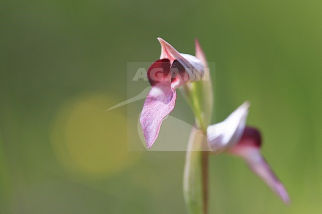 Tongue orchid detail of flowers France, Gewone tongorchis detail van bloemen Frankrijk stock-image by Agami/Jacques van der Neut,