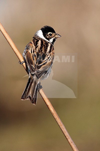 Male Common Reed Bunting (Emberiza schoeniclus) wintering in Spain. stock-image by Agami/Oscar Díez,