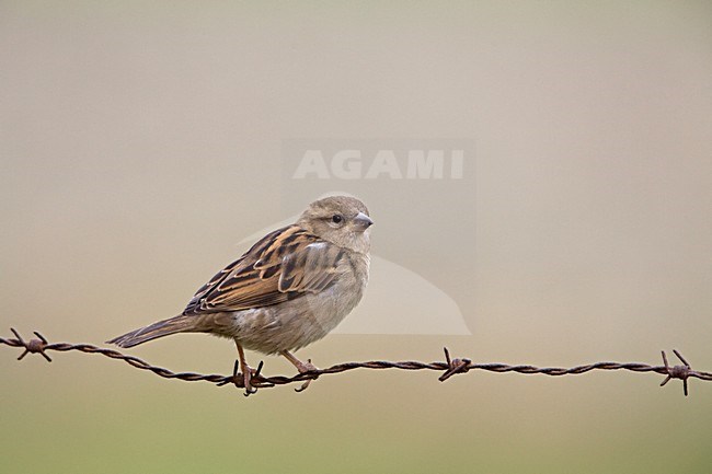 Vrouw Huismus op prikkeldraad; Female House Sparrow on barbed wire stock-image by Agami/Rob Olivier,