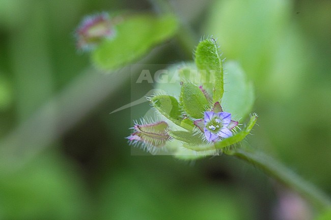 Ivy-leaved Speedwell flowers stock-image by Agami/Wil Leurs,