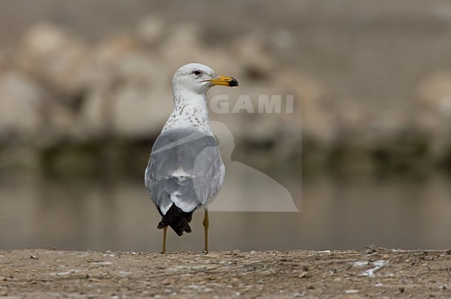 Onvolwassen Armeense Meeuw; Immature Armenian Gull stock-image by Agami/Daniele Occhiato,