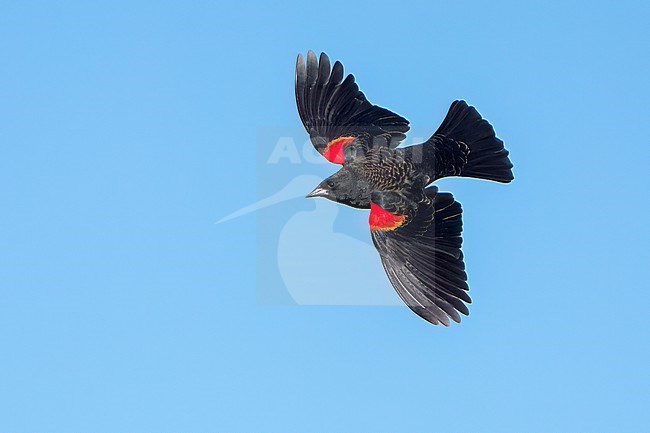 Adult male
Santa Barbara Co., CA
November 2022 stock-image by Agami/Brian E Small,