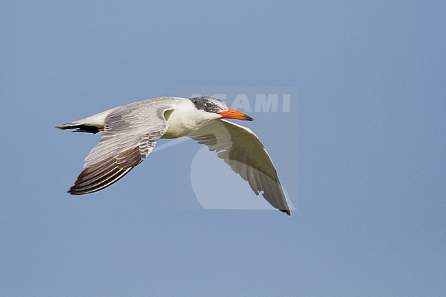 Reuzenstern; Caspian Tern; Sterna caspia, Oman, adult stock-image by Agami/Ralph Martin,