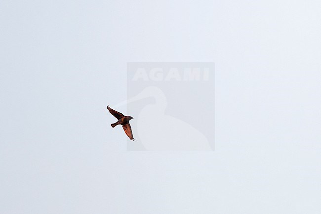 Brown-headed Cowbird (Molothrus ater), male in flight at Cape May, New Jersey, USA stock-image by Agami/Helge Sorensen,